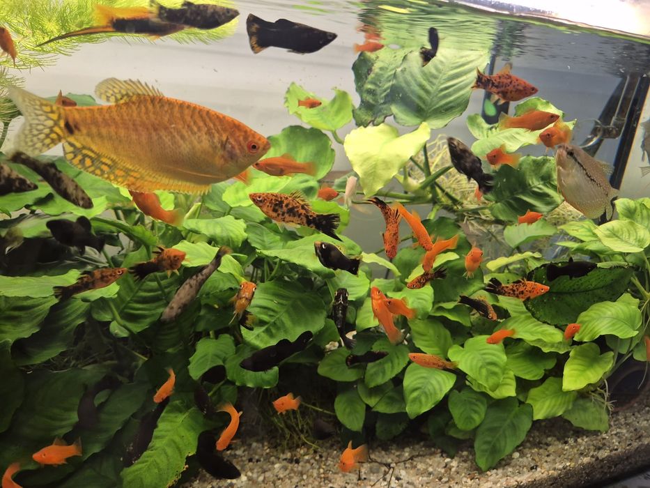 Vând pești Xipho + Anubias diverse modele – maturi și pui – preț avant