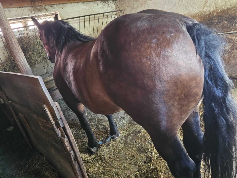 De vânzare două iepe