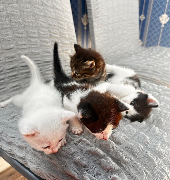 Отдам котят в добрые руки