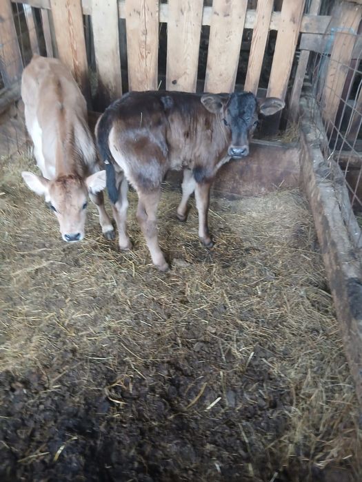 Vaci și vitei de vânzare