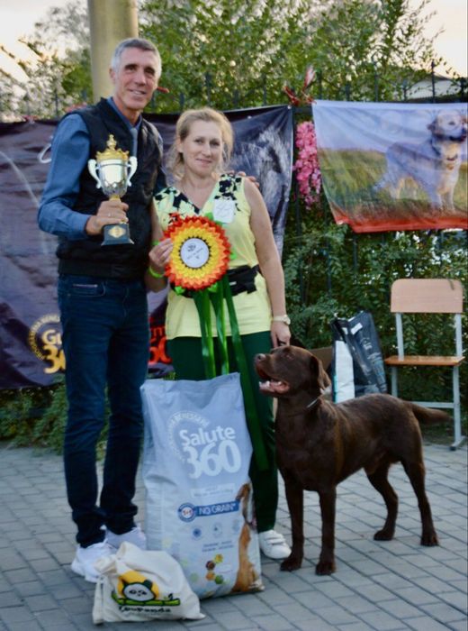 Кобель лабрадора ретривера.Вязка