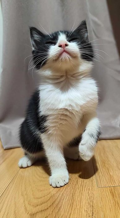 Здравствуй,дорогой друг!Я трехмесячная  ,двухцветная девочка