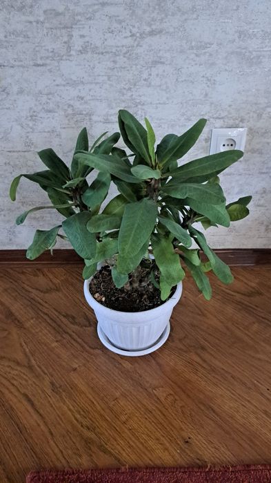 Комнатные цветы разные