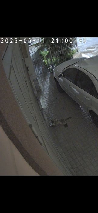 Пропал кот в Ракат махалле!