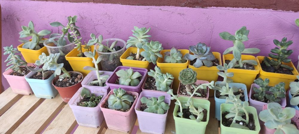 Суккуленты разные распродажа