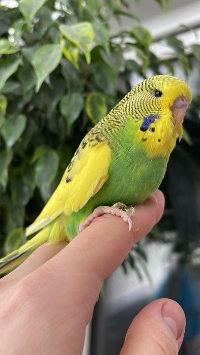 Продам попугаев Чехи