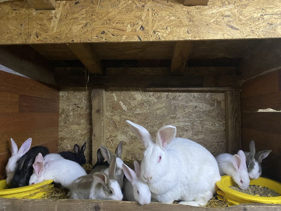 Vand pui de hycole francez 1,5luni