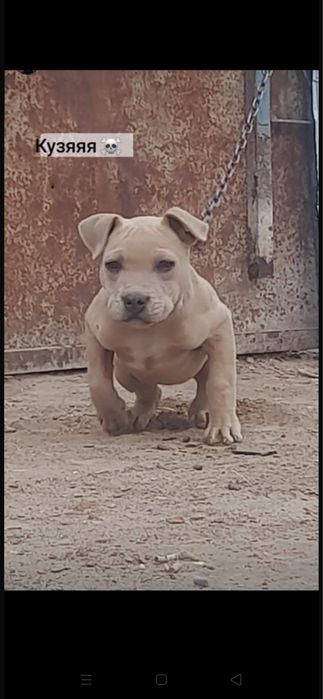 Питбуль пропала срочно