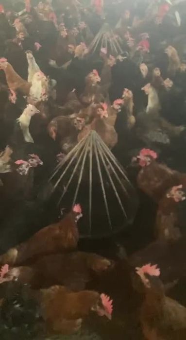 Qora qizil ok rangli xonaki uy tovuqlari sotiladi abyom va donaga