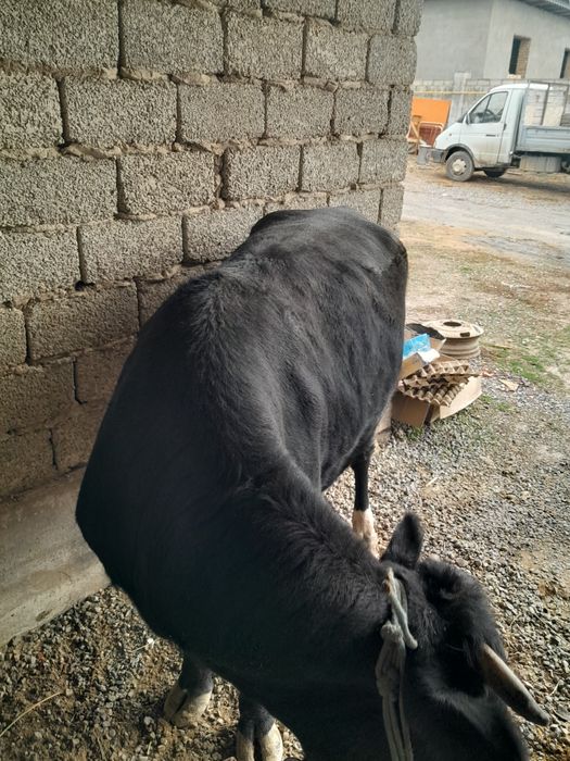 Сиыр 3 жасар семіз