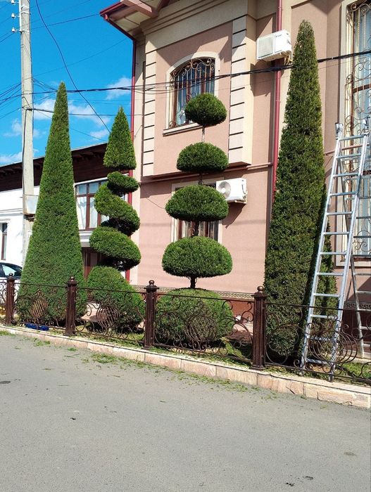 Daraxt kesish xizmati