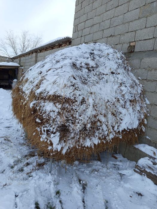 Агаротта өсірілген жоңышқа аралас шөп