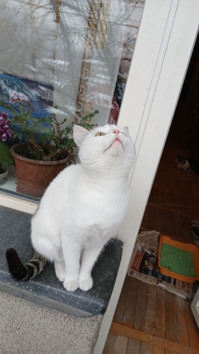 Кошечка в самые заботливые руки