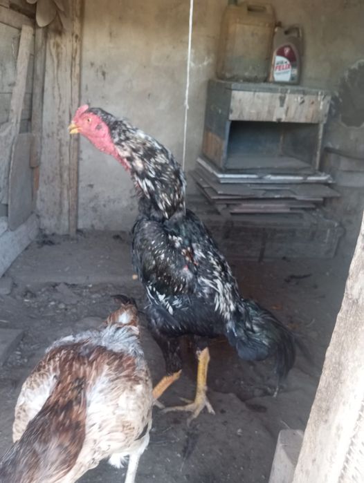 Яйцо байцовые по