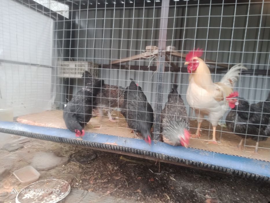 Ақылды Тауықтар сатылады