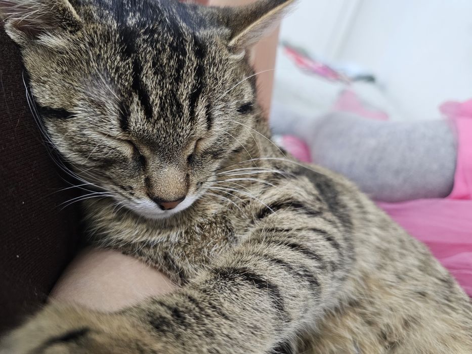 Кошка ласковая котенок