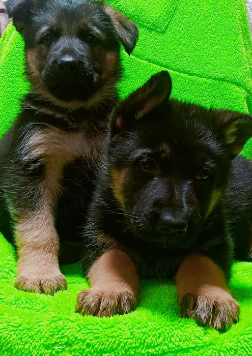 Продам щенков немецкой овчарки