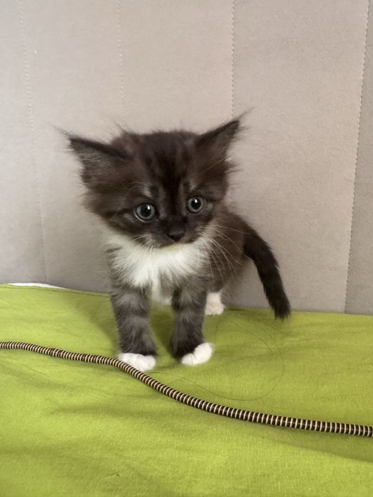 Отдам котенка 2 месяца