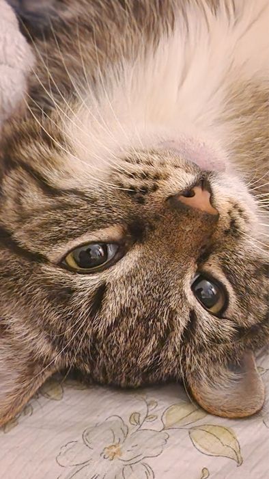 Отдам кота барашка в добрые руки