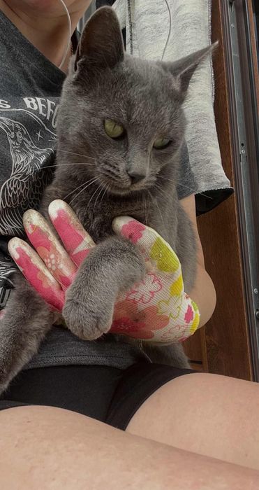 Подарявам Котка