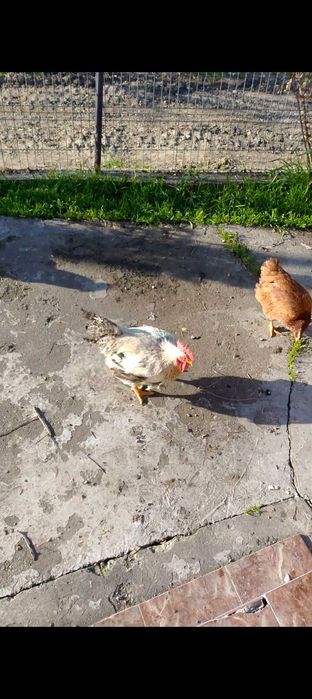 Cocoși crescuți la țară