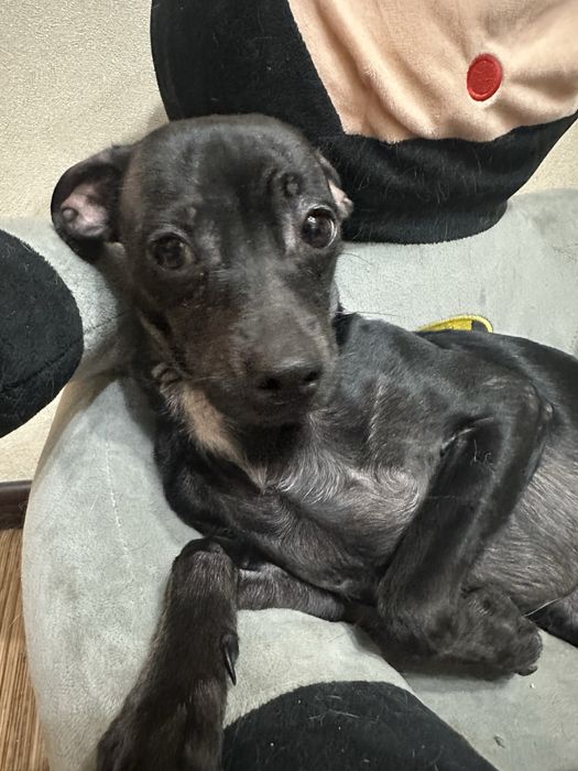 Той терьер бесплатно в добрые руки