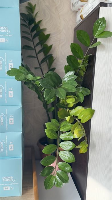 Денежное дерево - замиокулькас