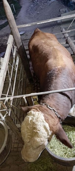 Grinford buqalar sotiladi