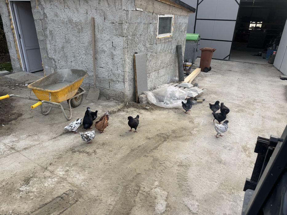 Vand sau schimb  King serie noua exemplare deosebite