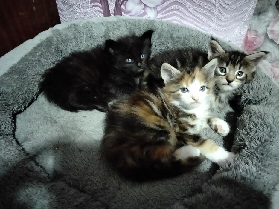 Котята Мейн-куна