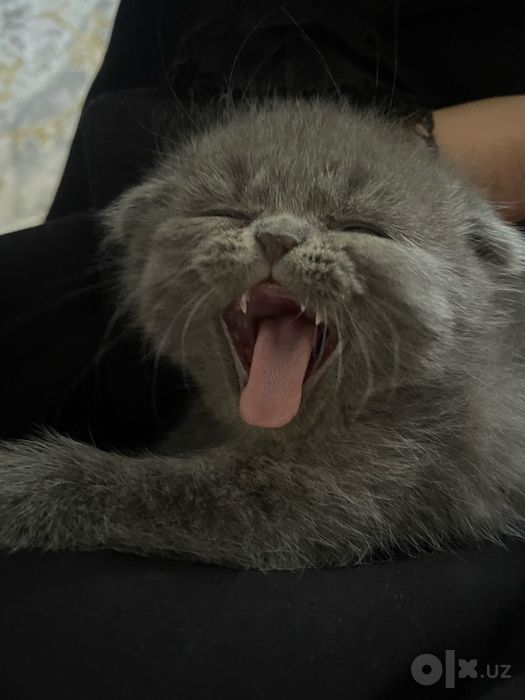 Котики скотиш фолд и скотиш страйд