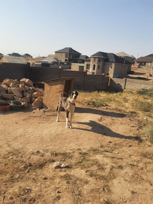 Алабама ит ойнап тұр ит