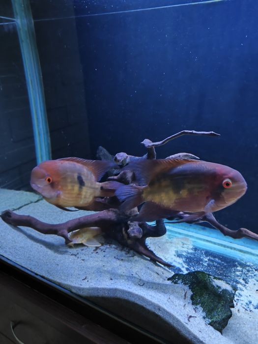 Цихлазома винный бражник