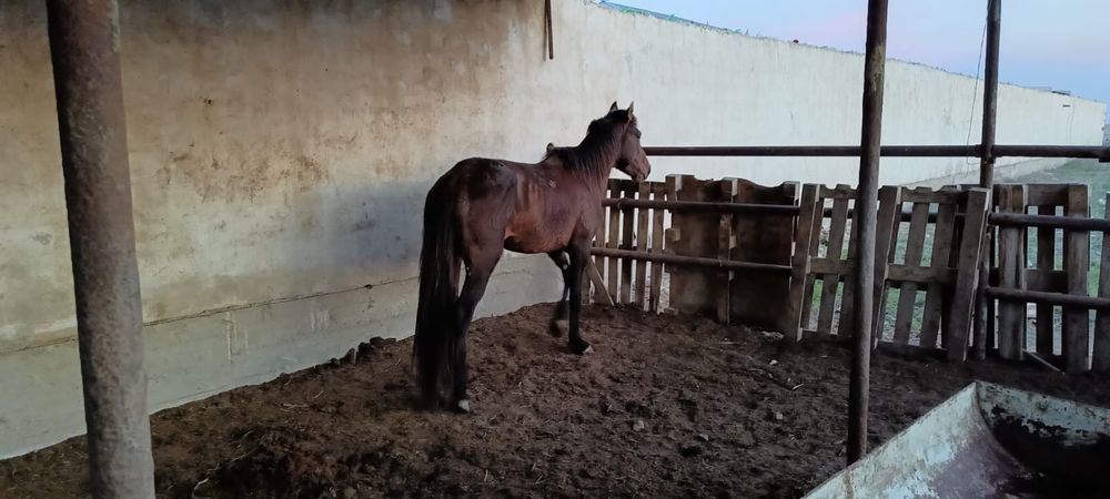 Айғыр  сатылады.  .