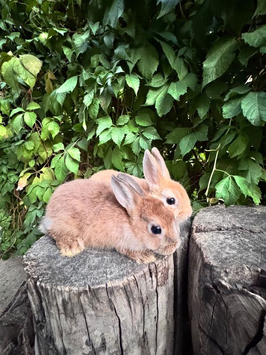 Продаются кролики  порода декоративный карликовый цветной кролик