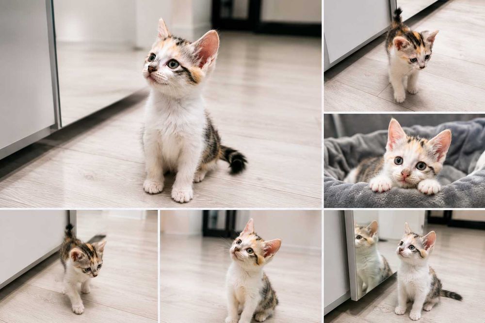 Отдадим котенка в добрые руки!