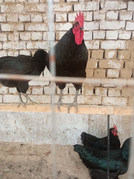 Jo'jalar Жужалар sotiladi