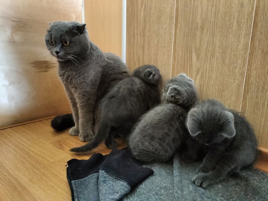 Шотландские котята