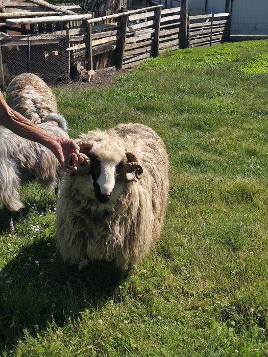 Animale de vânzare
