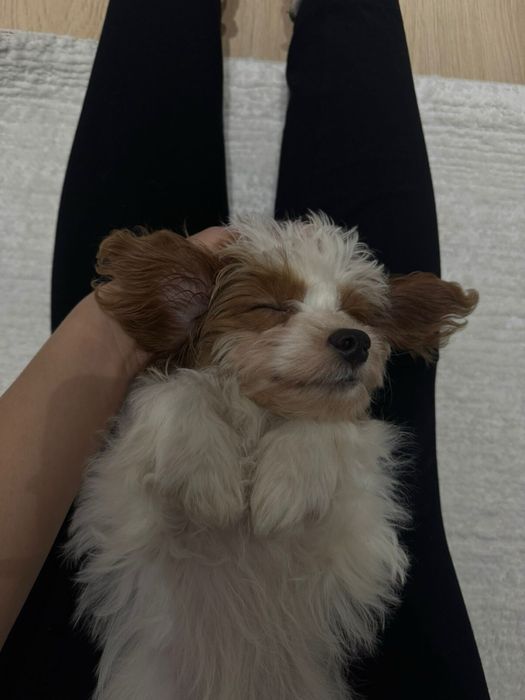 Мальтипу Ф1 3 мес