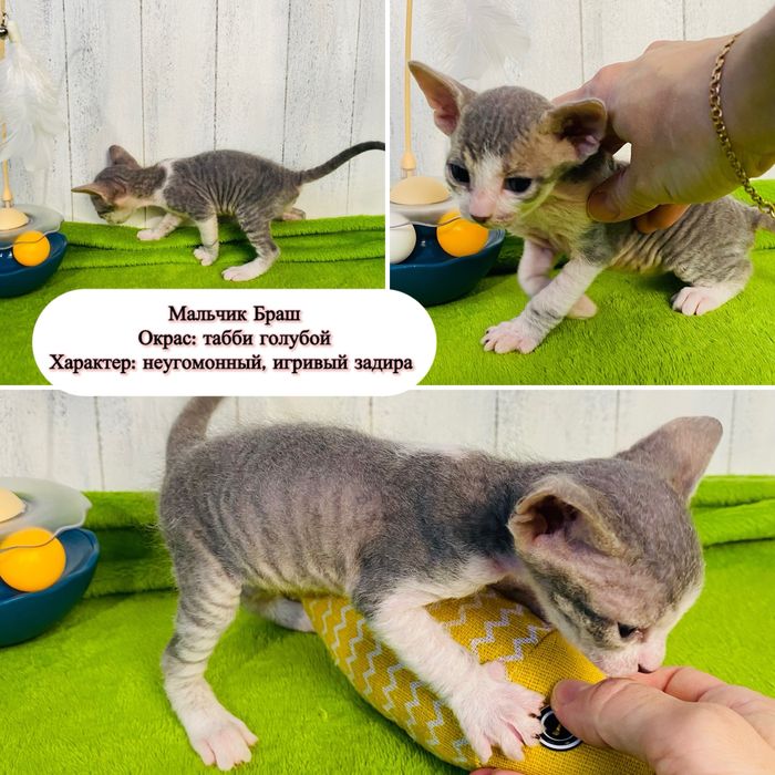 Котята Сфинксы БРОНЬ