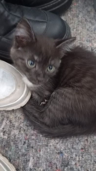 Отдам в добрые руки