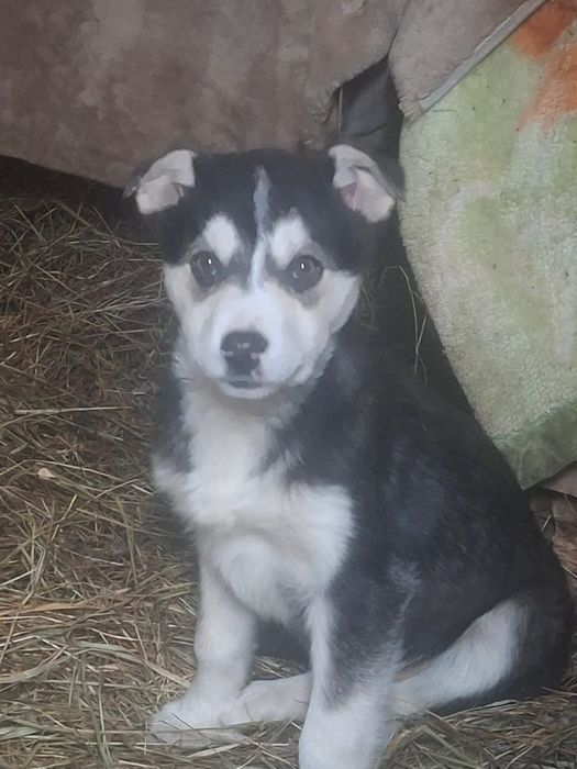 Отдам в добрые руки маленькое чудо