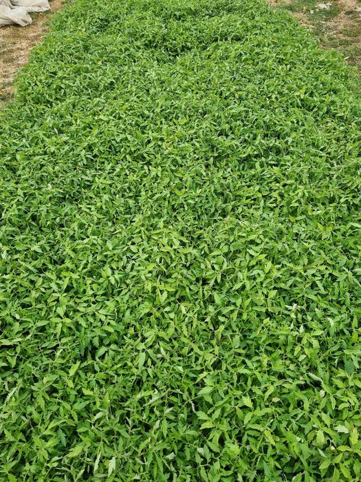 Rasaduri legume 0.8 bani