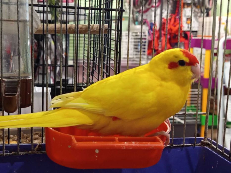 Млади какарики момче и момиченца