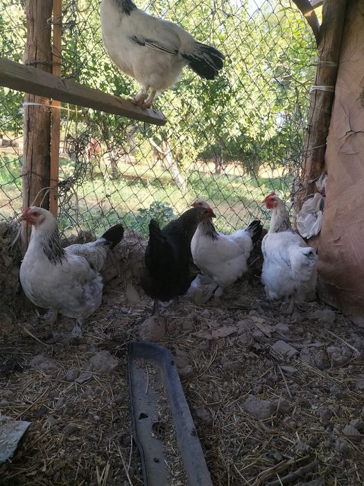 Тауық бар сатылады