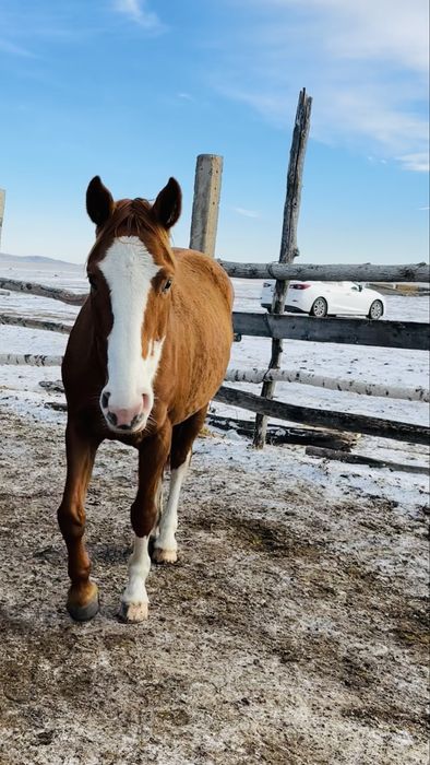 Таза қан байтал сатылады