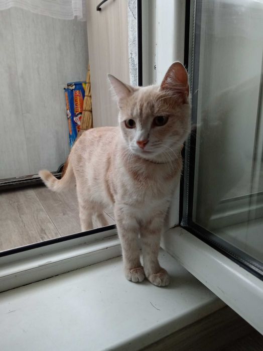 Котик ищет дом..