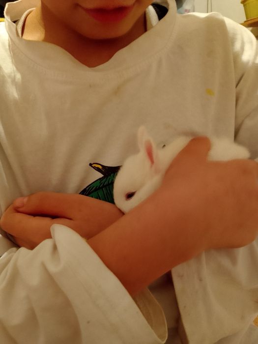 Декоративные кролик