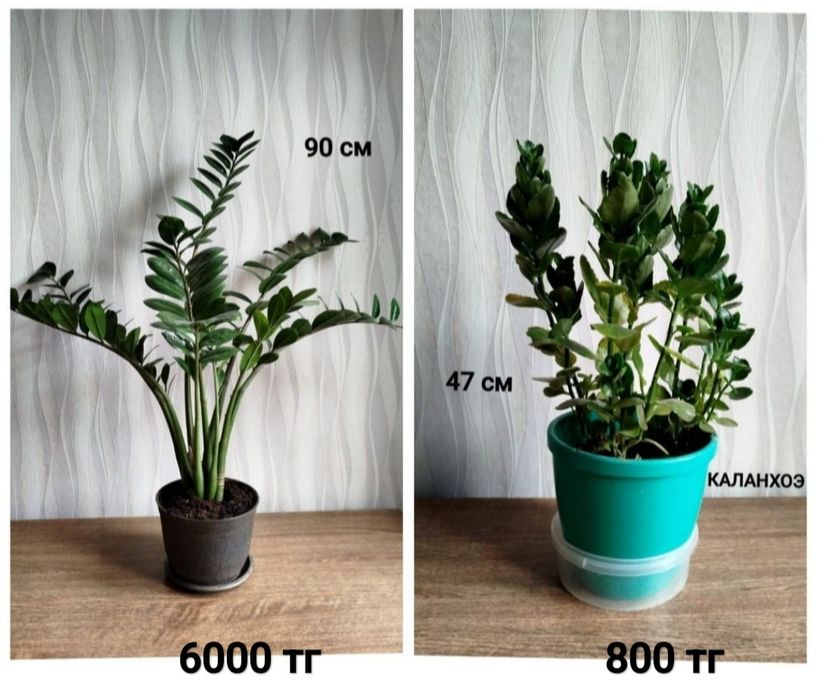 Комнатные растения